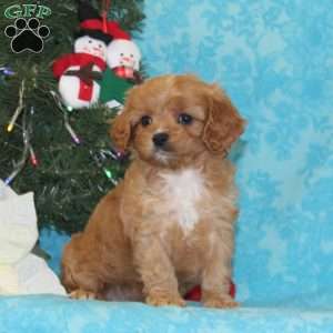 Kangaroo, Cavapoo Puppy